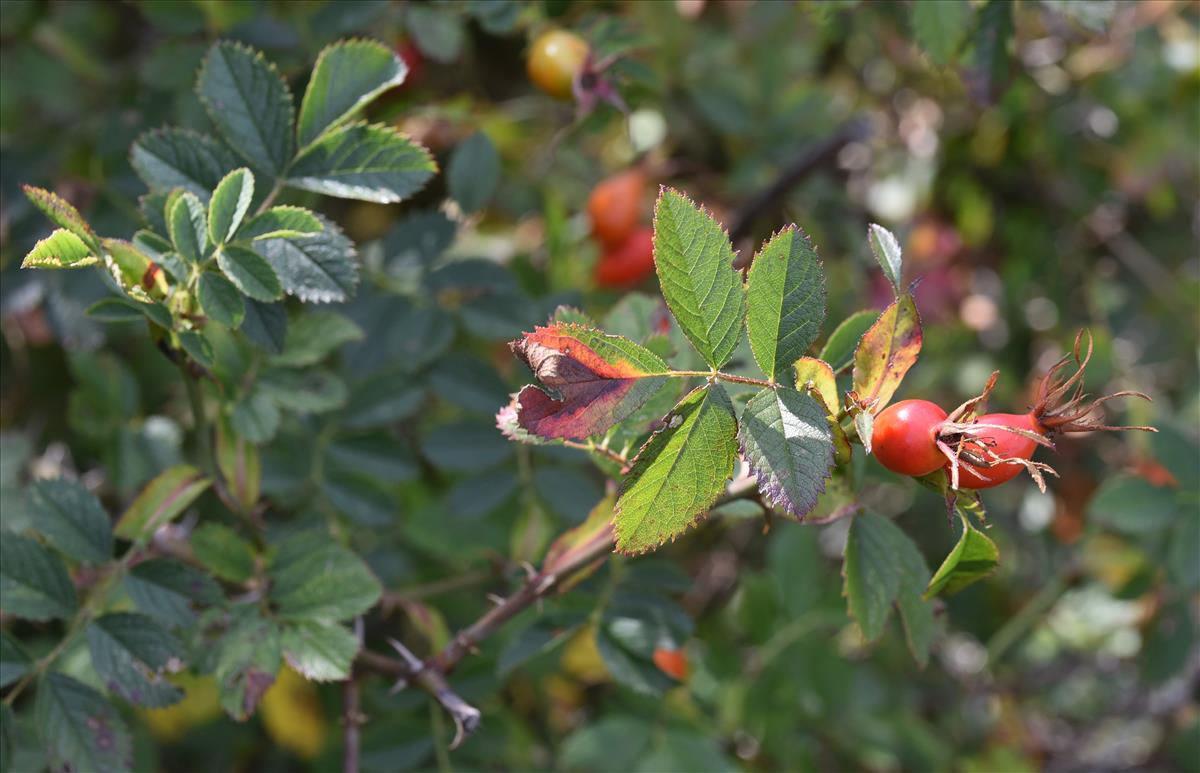 Rosa elliptica (door Jan Klinckenberg)